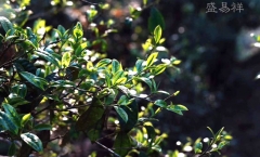 多少年树龄的普洱茶树才是古树茶？