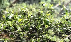 易武绿芽茶的极致代表―麻黑古树茶