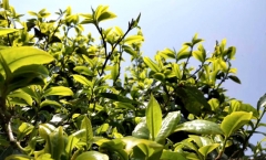 龙润普洱茶：班盆古树普洱茶的特点