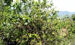 易武七寨茶树的不同生长状况