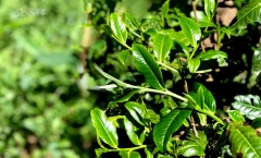 普洱之王老班章茶王树，为何在这几年低调起来?