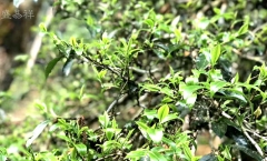 临沧茶区;普洱茶最重要的产区