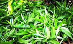 香港彭裕泰百年老茶�f珍藏的易武野生老树茶