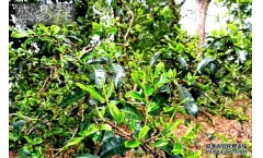 西双版纳普洱茶茶山行