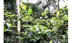 最正宗的普洱老班章茶叶