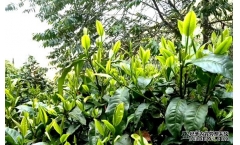 2025年临沧茶区头春纯料散茶