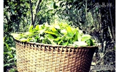 ����Ϊʲô���ն���裿